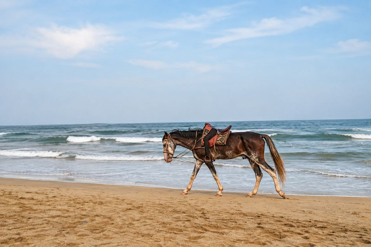 Horse Riding